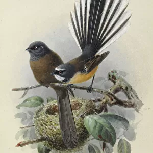 Passerines Collection: Fantails