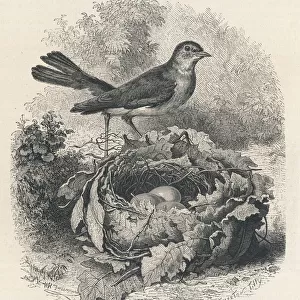 Chats And Flycatchers Collection: Nightingale