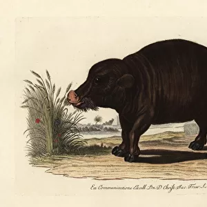 Nile hippopotamus, Hippopotamus amphibius. Vulnerable