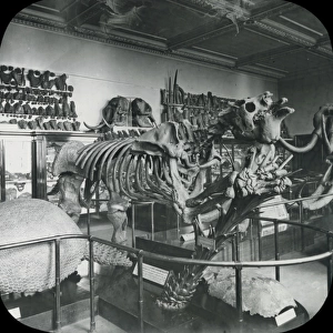 North Geological Room - Megatherium