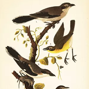 Northern shrike, yellow-breasted chat, loggerhead