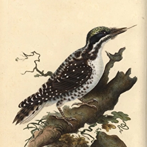 Northern three-toed woodpecker, Picoides tridactylus