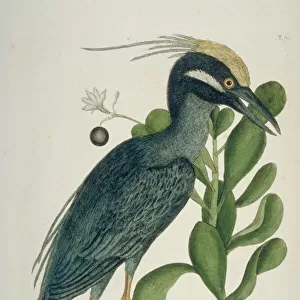 Herons Collection: Yellow Crowned Night Heron