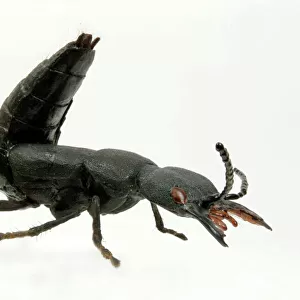 Beetle Collection: Rove Beetles