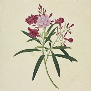 Oleander cv
