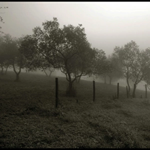 Olive trees in the mist Tuscany