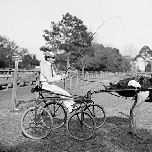 Oliver W. the famous trotting ostrich at Florida Ostrich Fa