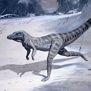 Ornithosuchus