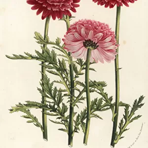Painted daisy, Chrysanthemum coccineum var
