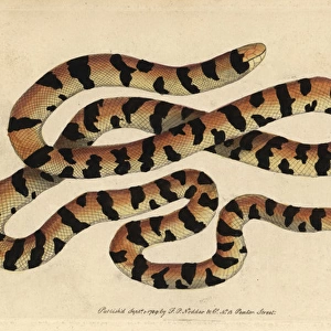 Painted snake, false coral snake or pipe snake
