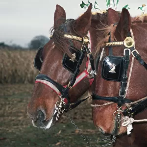 A pair of chestnut Suffolk Punch working horses in harness