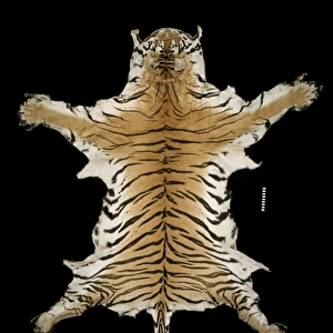 Panthera tigris corbetti, Indochinese tiger