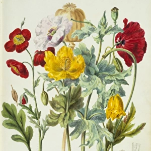 Papaveraceae: poppies
