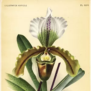 Paphiopedilum orchid hybrid