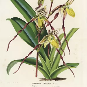 Paphiopedilum philippinense orchid