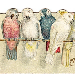 Parrots on a reversible Christmas and New Year card