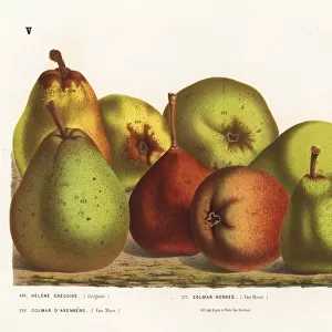 Pear varieties