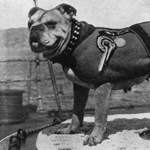 Peggy, bulldog mascot of HMS Iron Duke, WW1