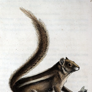 Pencil-tailed squirrel on a branch