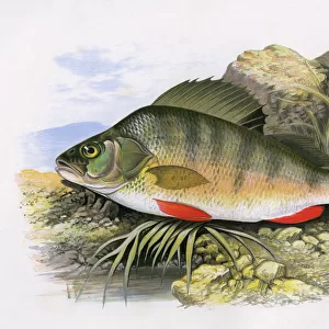 R Collection: Redfin Perch