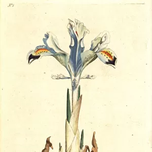 Persian iris, Iris persica