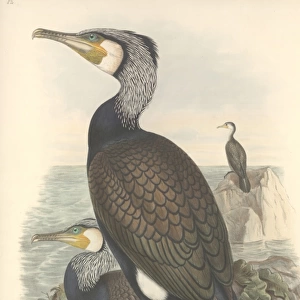 Phalacrocorax carbo, great cormorant