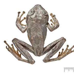 Philautus maia, shrub frog