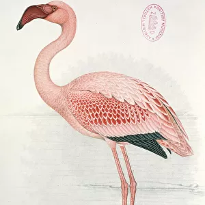 Flamingos Collection: Lesser Flamingo