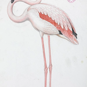 Phoenicopterus roseus, Greater Flamingo