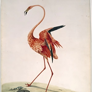 Phoenicopterus ruber ruber, greater flamingo