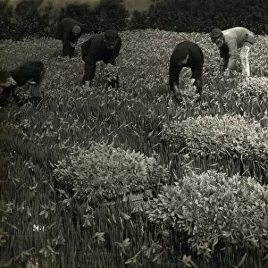 Picking Princeps Pseudonarcissus Daffodils on the Scilly Isles, Cornwall. Date: circa 1920s