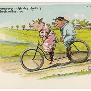 Pigs on Honeymoon