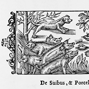Pigs / Olaus Magnus 1555