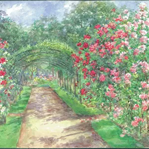Pillar Roses with Pear Penfold, Garden with path and flowers