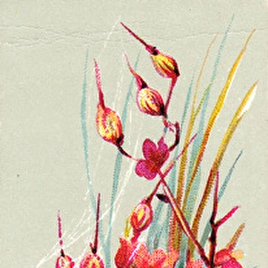 Pink flowers and spider on a Christmas card