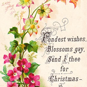 Pink geraniums on a Christmas card