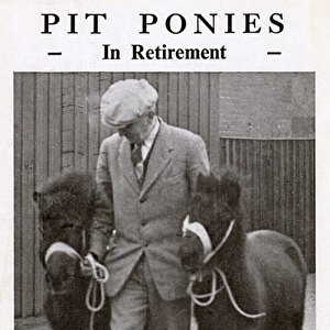 Pit Ponies in Retirement - Plum & Danny