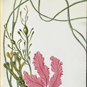 Plant watercolours by Elizabeth Twining
