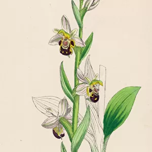 Plants / Ophrys Apifera