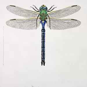 Plate 17 from Libellulinae Europaeae by de Charpentier