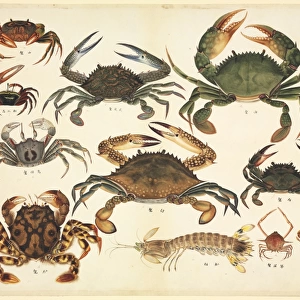 Plate 94 from the John Reeves Collection