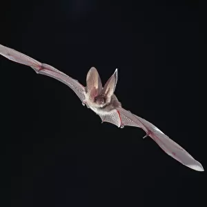 Vespertilionidae Collection: Evening Bat