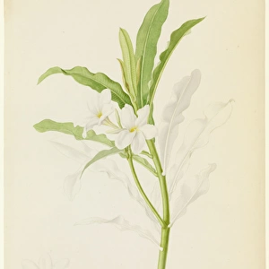 Plumeria sp. lei flower