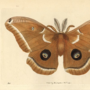 Polyphemus moth, Antheraea polyphemus