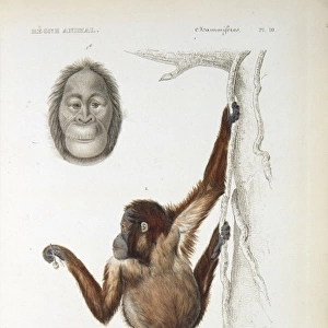 Pongo pygmaeus, orangutan