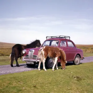 Two ponies with red car, Dartmoor, Devon