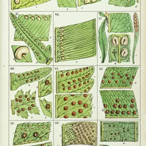 Portions of fern