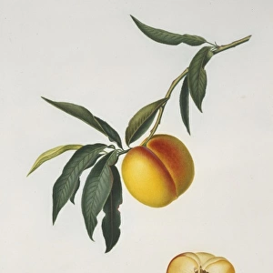 Prunus persica, peach