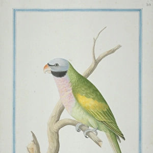 Psittacula derbiana, Lord Derbys parakeet