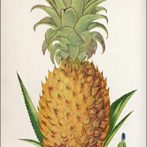 Queen Pineapple / Gardener